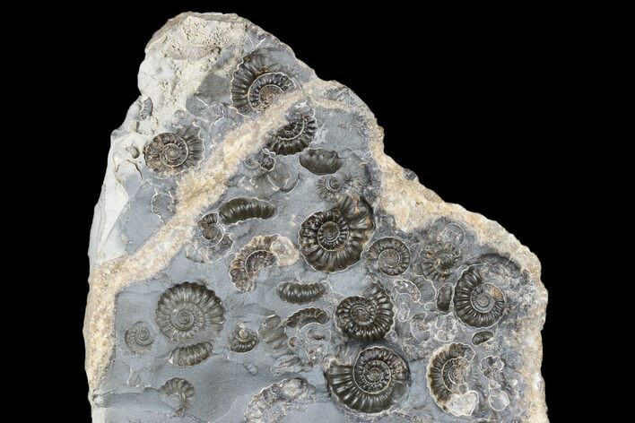 Ammonite (Promicroceras) Cluster - Marston Magna, England #176361